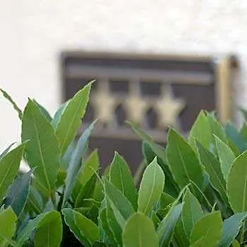 Akzent Budyšín